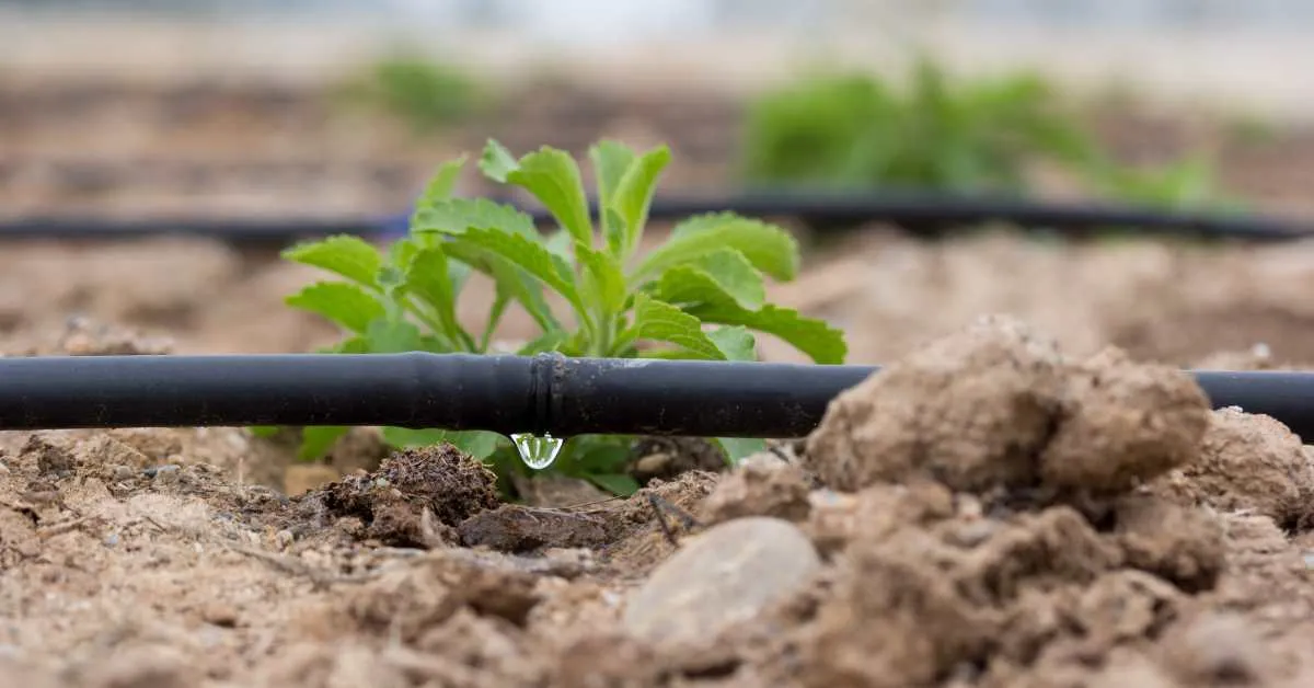 Automatic Sprinkler System